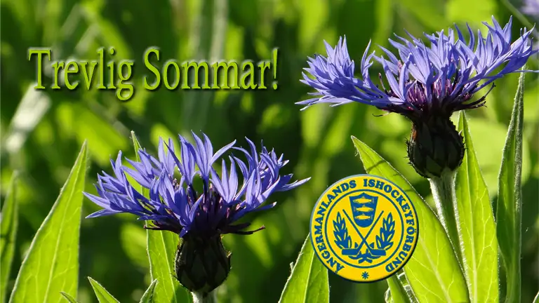 2025 Sommarhälsning